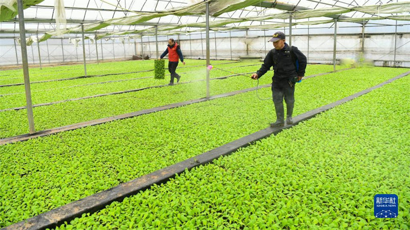 Galeria: agricultores est?o ocupadas lavrando a terra na primavera