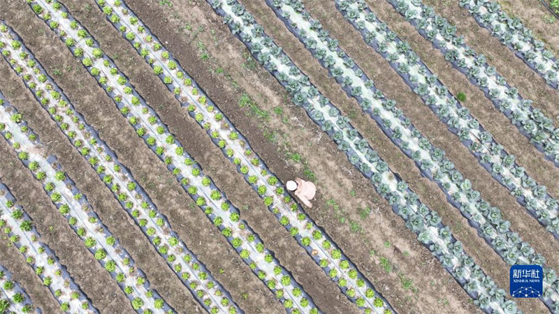 Galeria: agricultores est?o ocupadas lavrando a terra na primavera