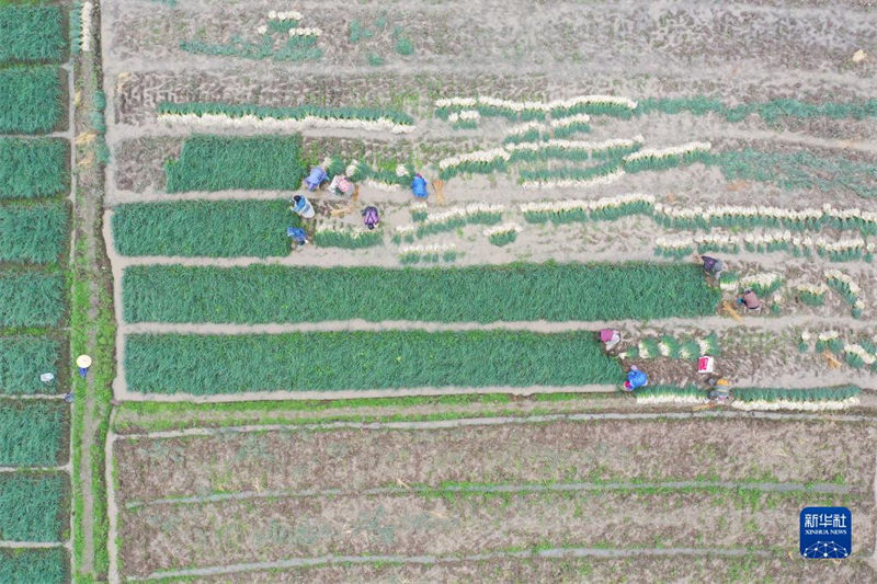 Galeria: agricultores est?o ocupadas lavrando a terra na primavera