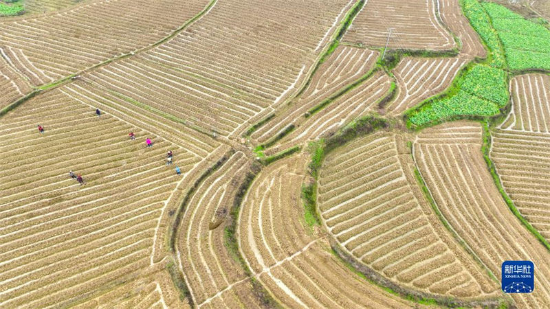 Galeria: agricultores est?o ocupadas lavrando a terra na primavera