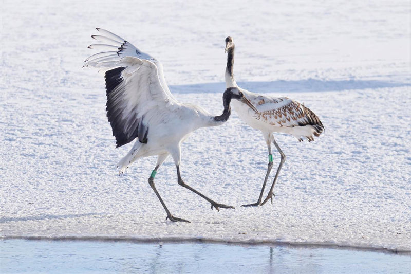 Gansu: dezenas de grou da manchúria reúnem-se no Parque Nacional de Zhangye