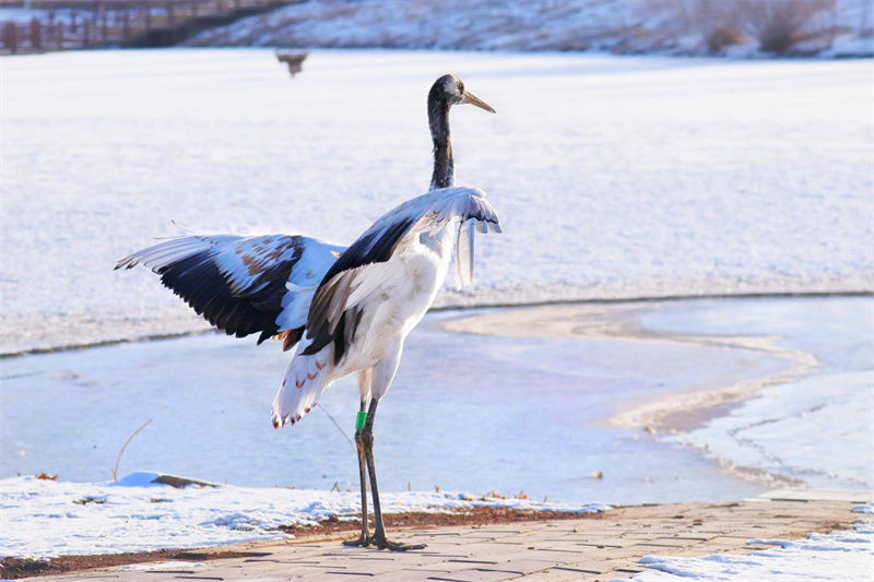 Gansu: dezenas de grou da manchúria reúnem-se no Parque Nacional de Zhangye