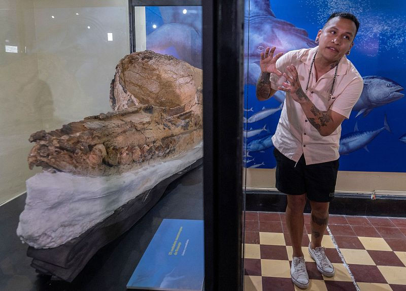Peru exibe fósseis de cachalotes pré-históricos preservados há 7 milh?es de anos