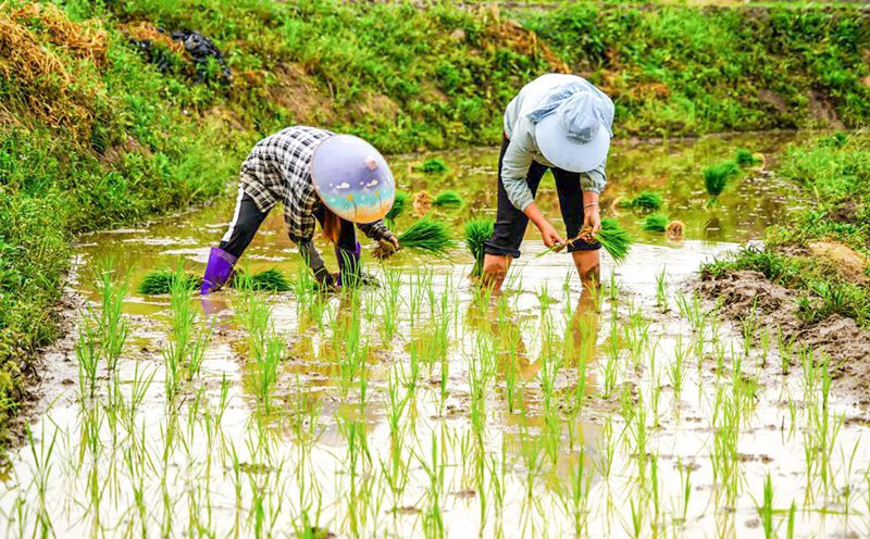 Hainan: terra?os vibrantes com chegada da primavera