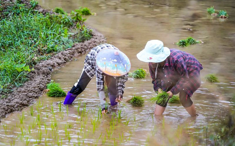 Hainan: terra?os vibrantes com chegada da primavera