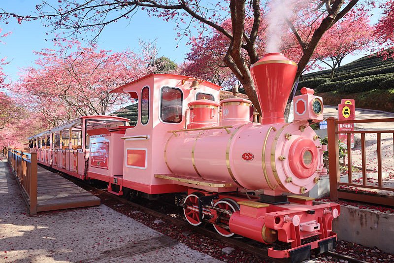Galeria: esta??o das flores de cerejeira inicia no sul da China