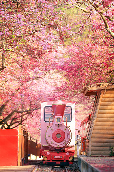 Galeria: esta??o das flores de cerejeira inicia no sul da China