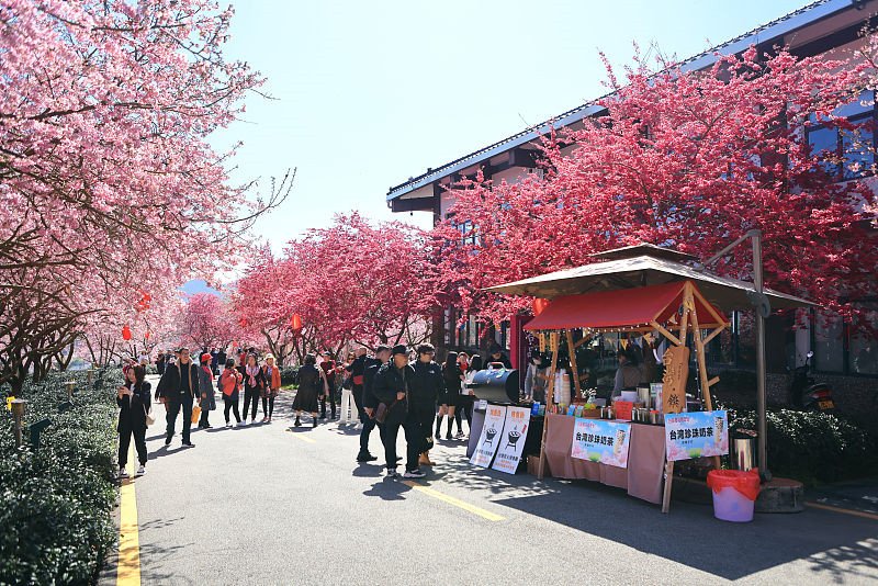 Galeria: esta??o das flores de cerejeira inicia no sul da China