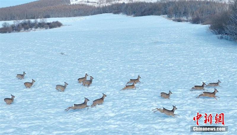 Galeria: cor?as do oriente em neve no norte da China