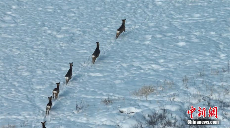 Galeria: cor?as do oriente em neve no norte da China