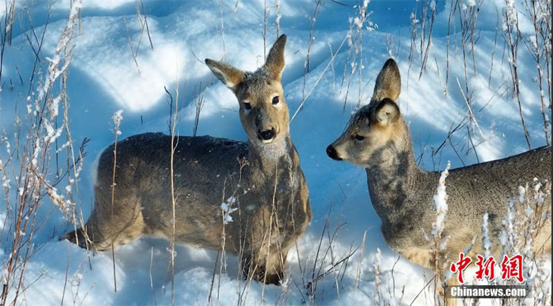 Galeria: cor?as do oriente em neve no norte da China