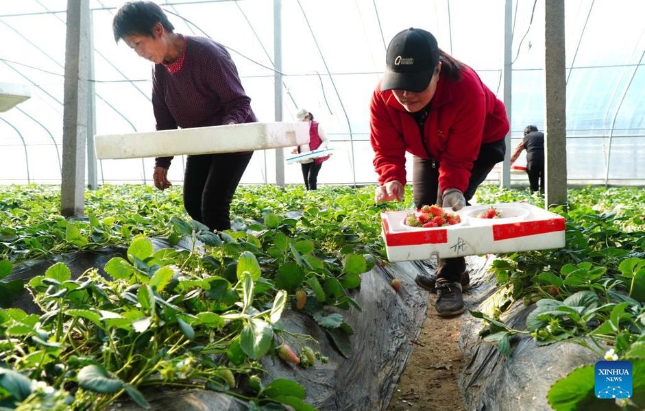 Shandong recebe colheita de morangos