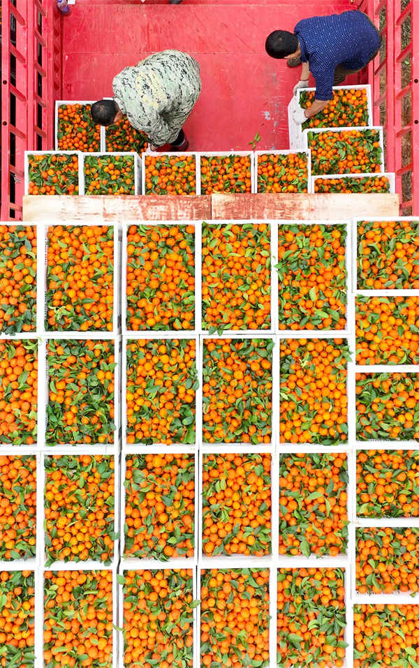 Hunan recebe colheita de tangerinas