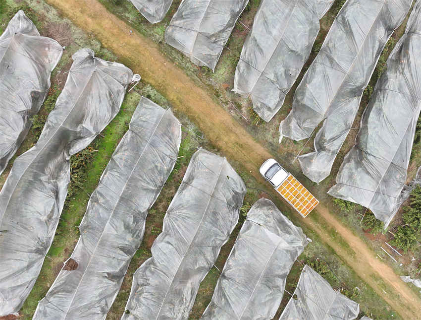 Hunan recebe colheita de tangerinas