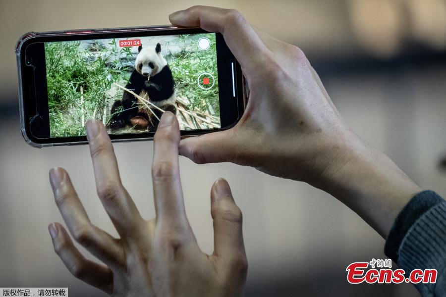 Japoneses se despedem do panda gigante Xiang Xiang