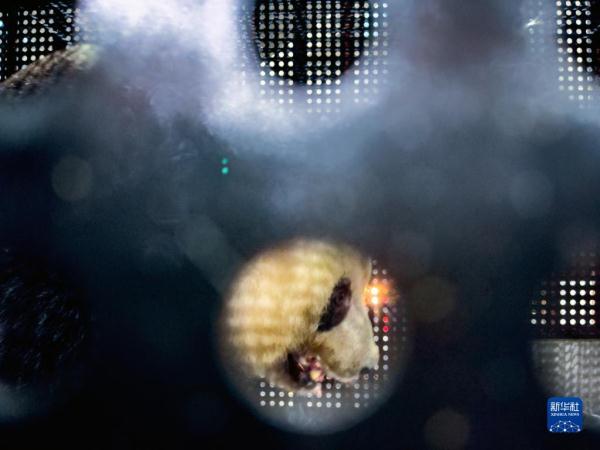 Xiang Xiang, panda gigante nascida no Jap?o, retorna à China