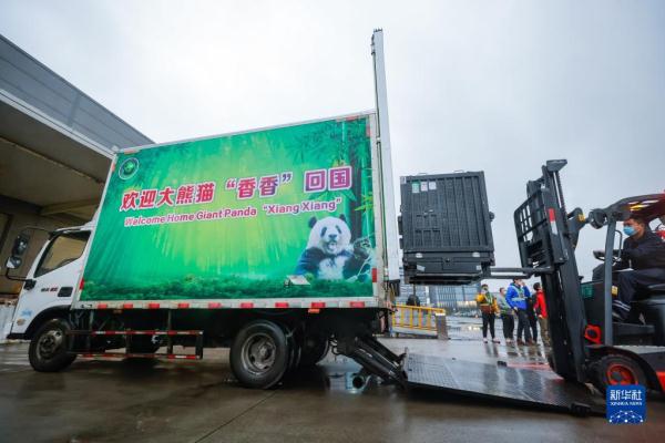 Xiang Xiang, panda gigante nascida no Jap?o, retorna à China