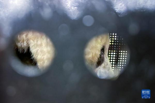 Xiang Xiang, panda gigante nascida no Jap?o, retorna à China