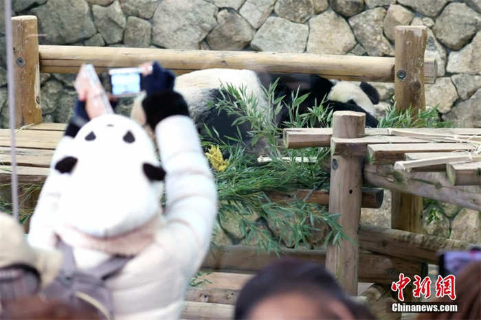 Japoneses d?o adeus a mais três pandas que regressam à China