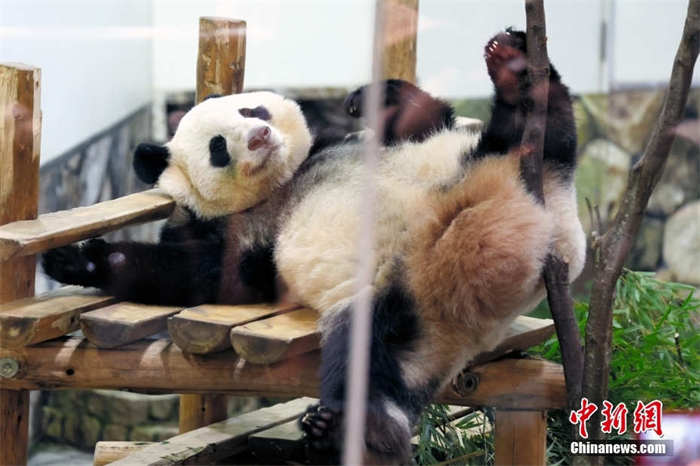 Japoneses d?o adeus a mais três pandas que regressam à China