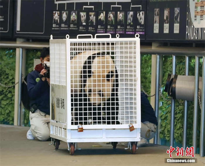 Japoneses d?o adeus a mais três pandas que regressam à China