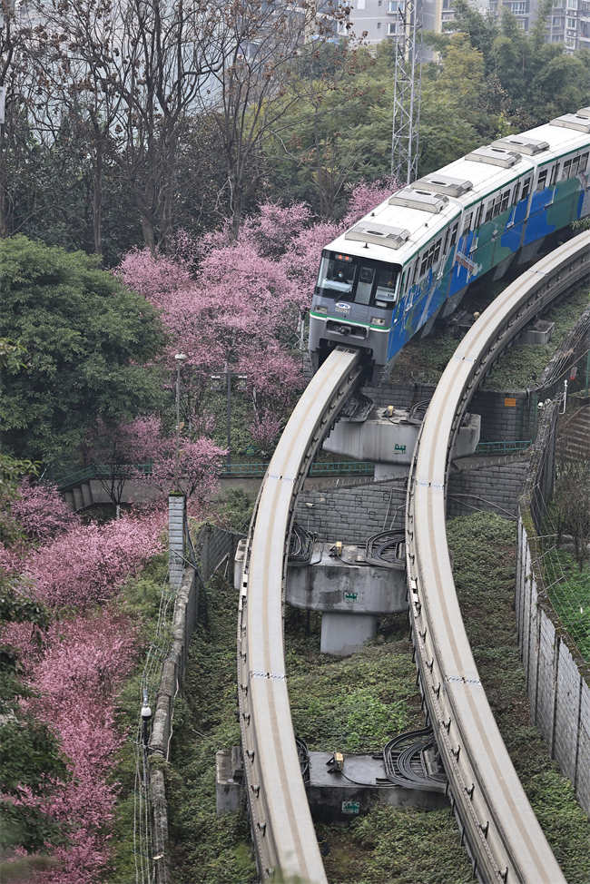 Monotrilho passa por flores desabrochando no metr? de Chongqing