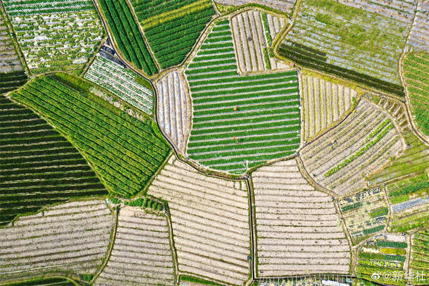 Galeria: campos arados durante primavera de Fujian