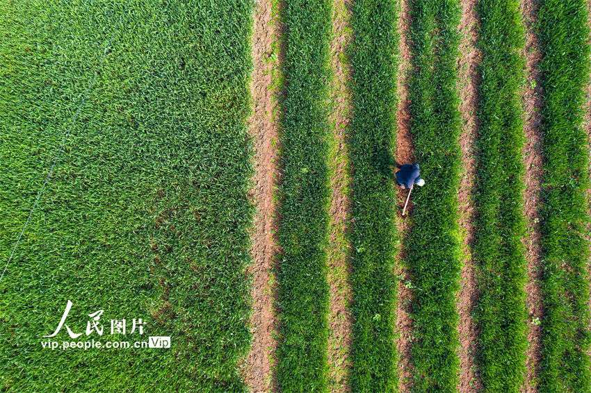 Galeria: lavra de primavera é iniciada na China
