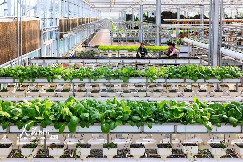 Galeria: lavra de primavera é iniciada na China