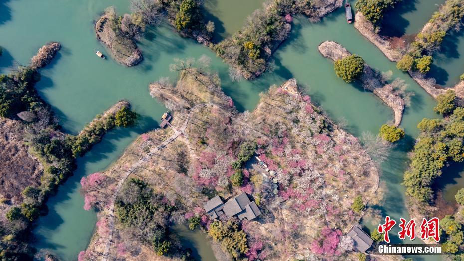 Galeria: flores de ameixa florescem no leste da China