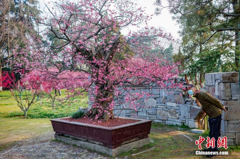 Ameixeira de 600 anos floresce na cidade no leste da China