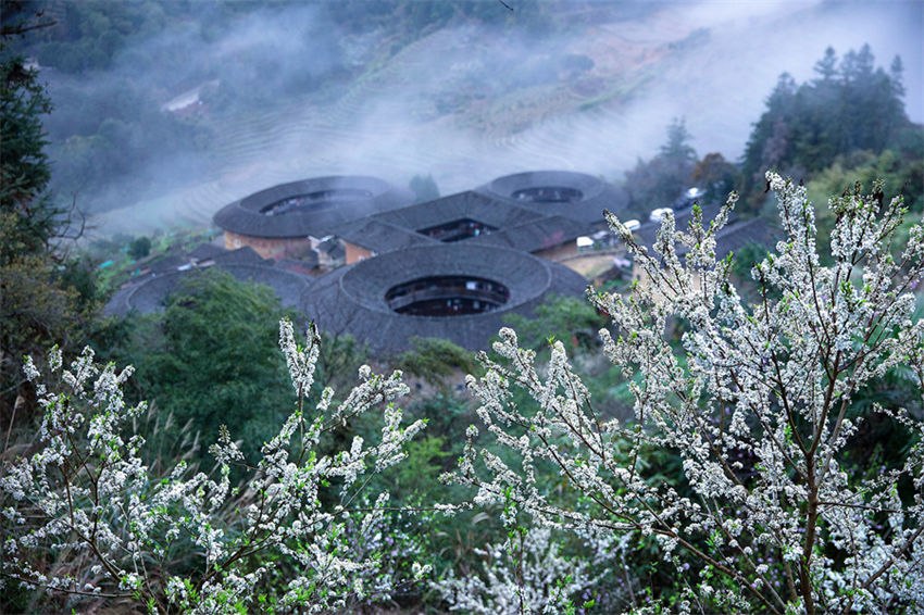 Galeria: Tulou em Fujian repleto da vitalidade da primavera 
