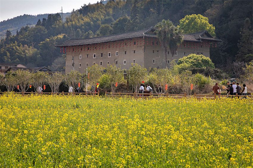 Galeria: Tulou em Fujian repleto da vitalidade da primavera 