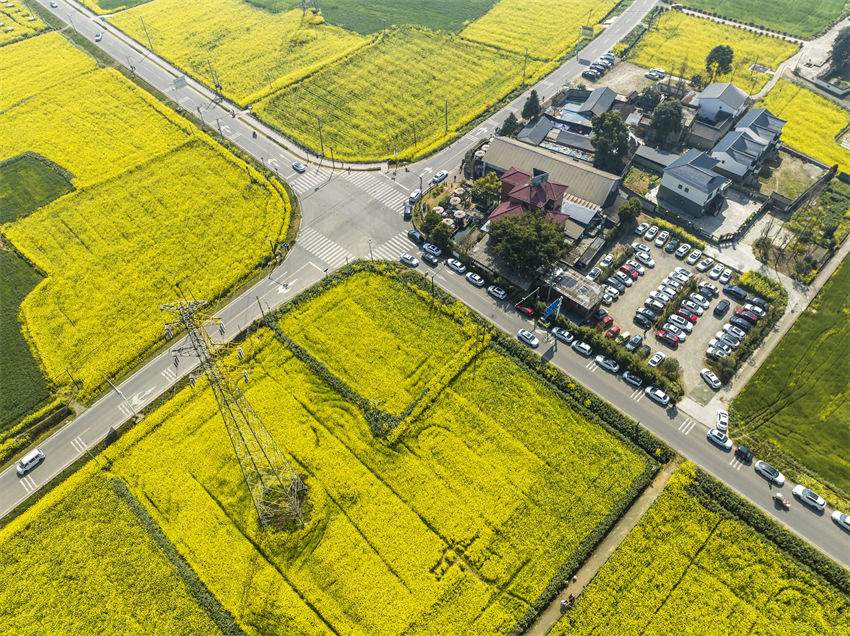 Galeria: trem-bala Tianfu atravessa campos de flores