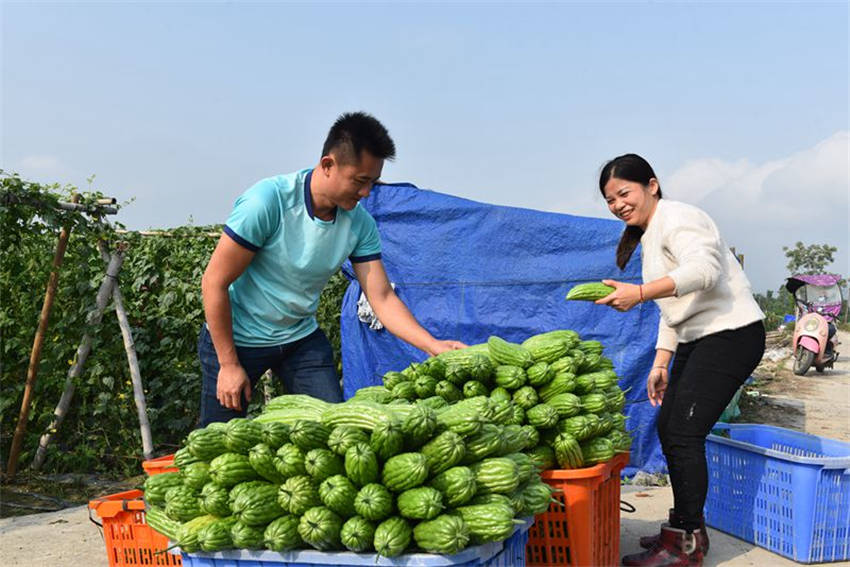 Hainan dá início à temporada de colheita de mel?o amargo 