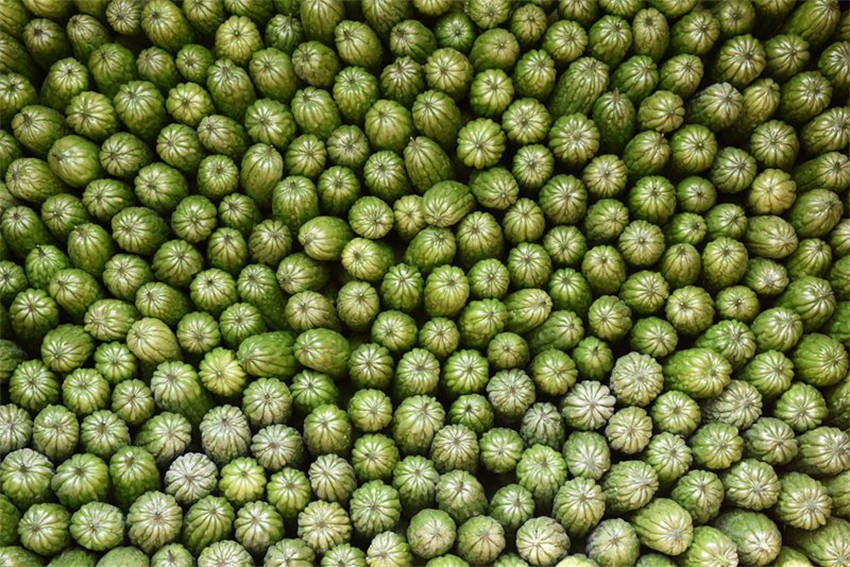 Hainan dá início à temporada de colheita de mel?o amargo 