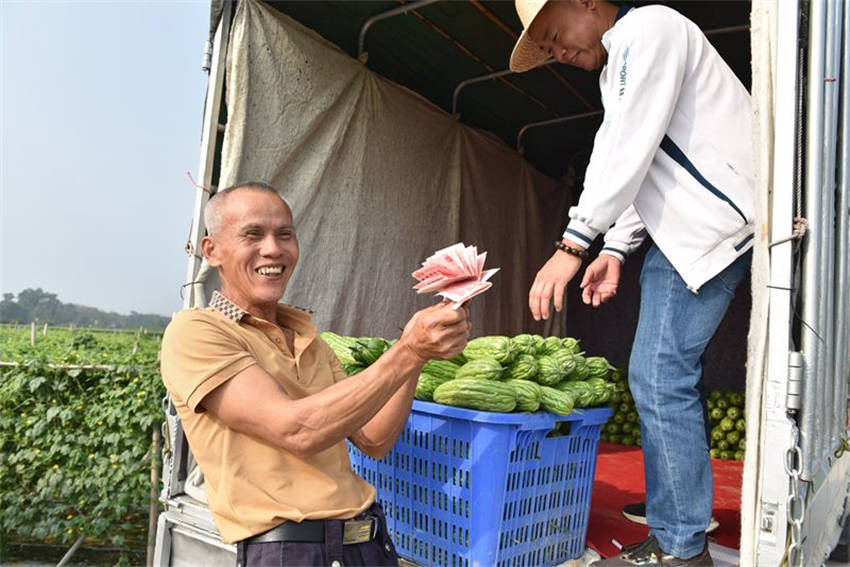 Hainan dá início à temporada de colheita de mel?o amargo 