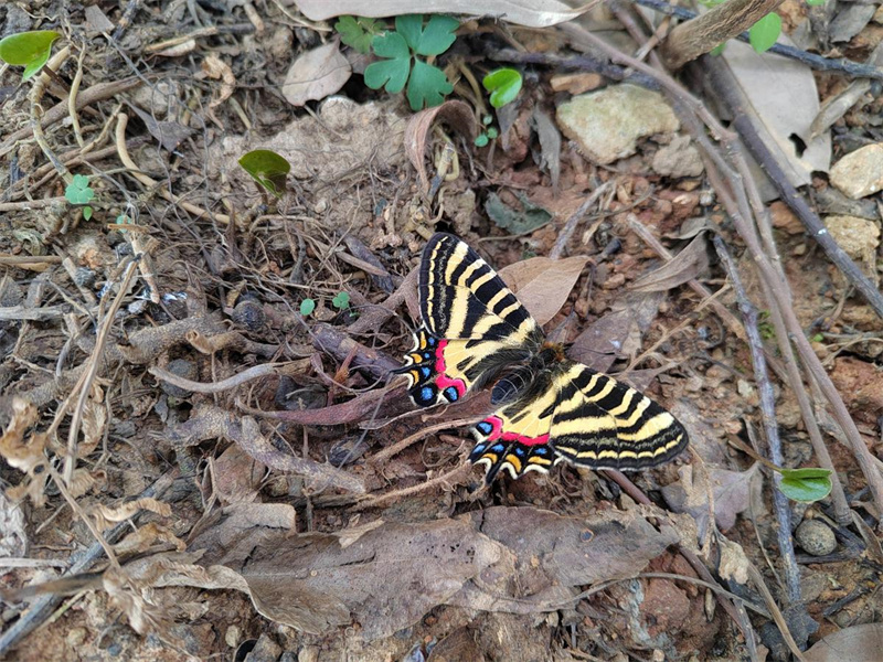 Galeria: borboletas raras fotografadas em diferentes estágios de vida