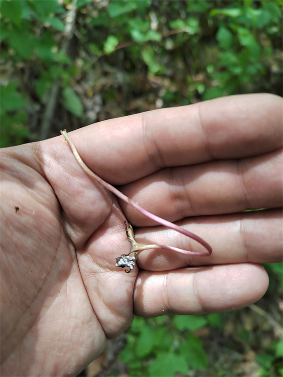 Galeria: borboletas raras fotografadas em diferentes estágios de vida