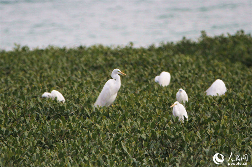 Galeria: Xiamen repleta de aves proporciona paisagem única