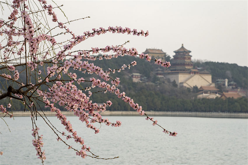 Galeria: Palácio de Ver?o repleto de flores de pessegueiro