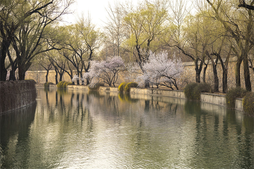 Galeria: Palácio de Ver?o repleto de flores de pessegueiro