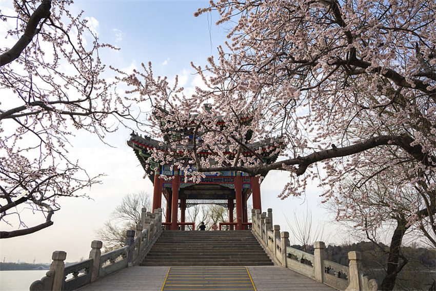 Galeria: Palácio de Ver?o repleto de flores de pessegueiro