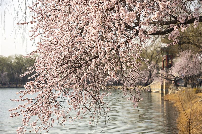 Galeria: Palácio de Ver?o repleto de flores de pessegueiro
