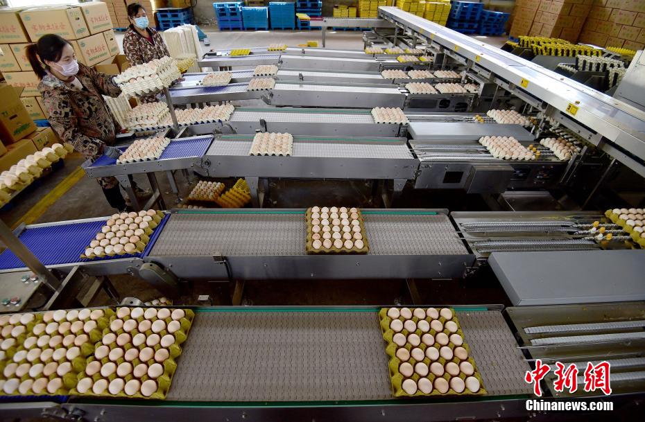 Cria??o inteligente de galinhas ajuda criadores a aumentar renda no norte da China