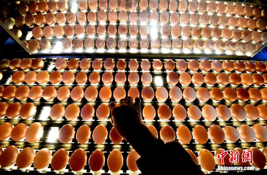 Cria??o inteligente de galinhas ajuda criadores a aumentar renda no norte da China