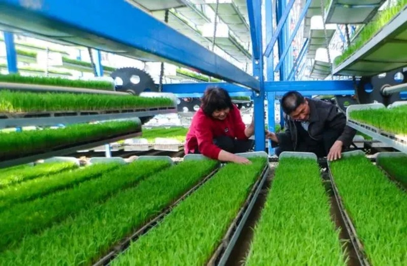 Galeria: planta??es inteligentes em Xinyang, Henan