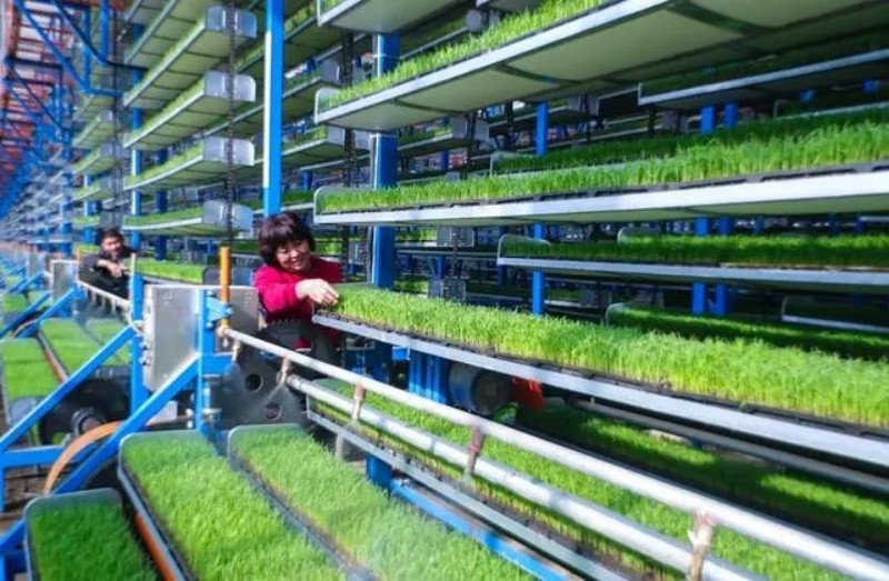 Galeria: planta??es inteligentes em Xinyang, Henan