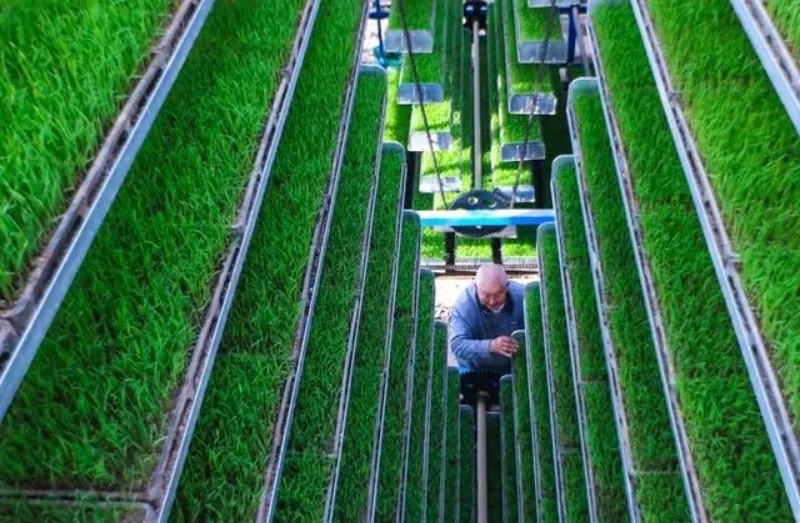 Galeria: planta??es inteligentes em Xinyang, Henan