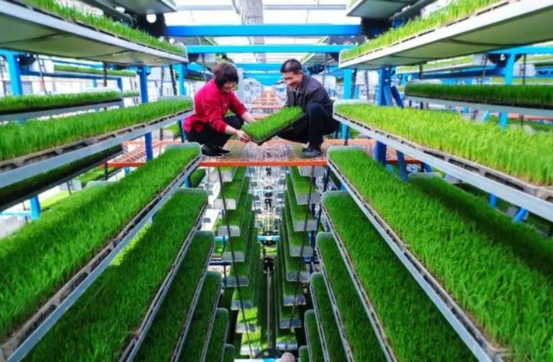 Galeria: planta??es inteligentes em Xinyang, Henan